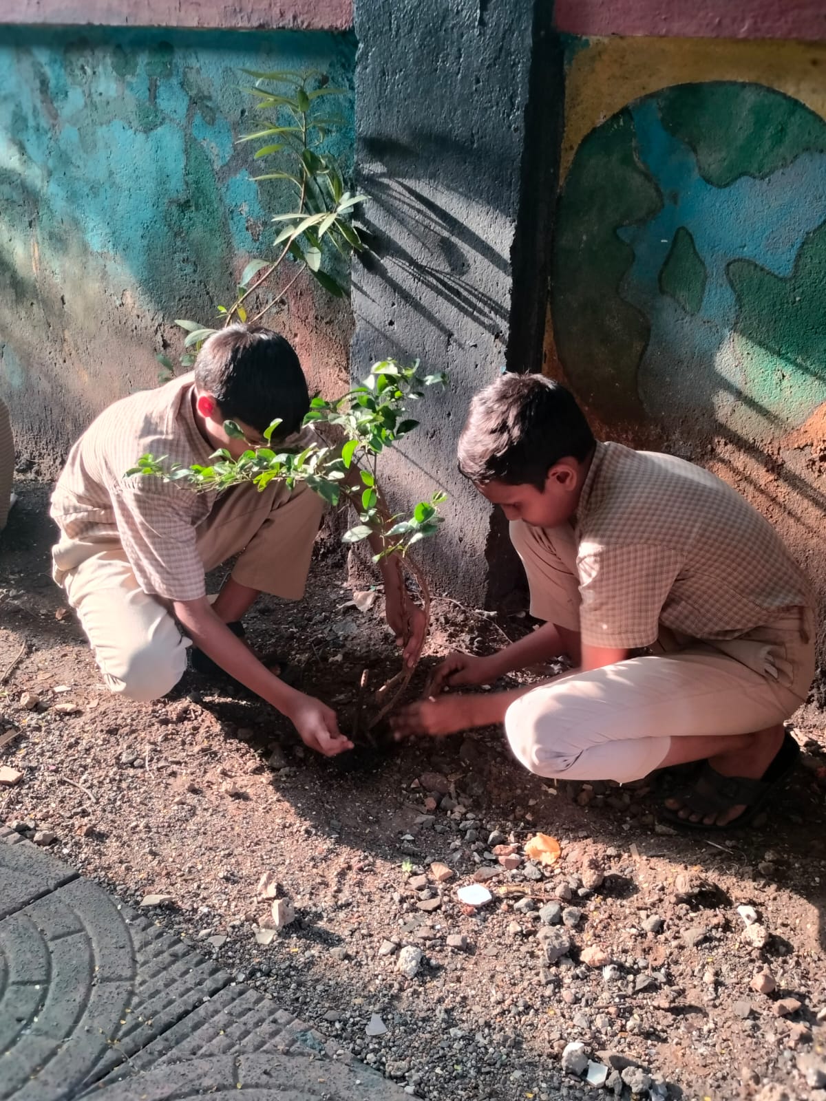 tree plantation