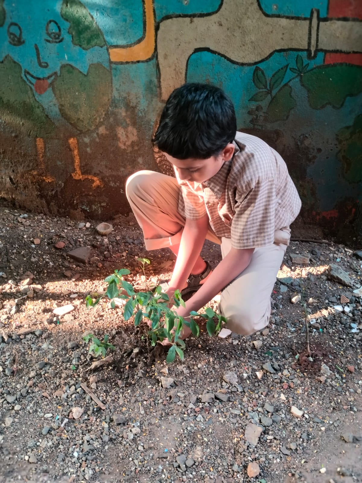 tree plantation